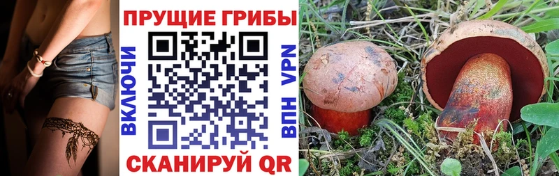 купить наркотик Губаха Галлюциногенные грибы мицелий